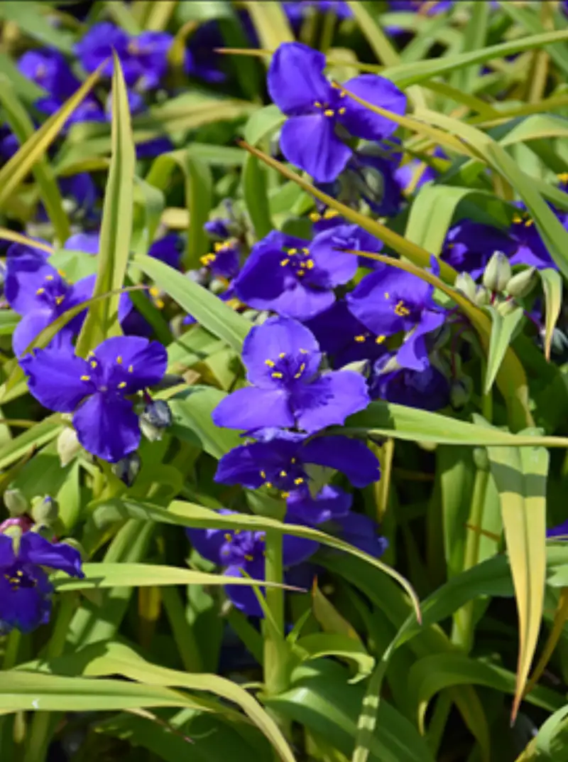 Spiderwort (Tradescantia x andersoniana) — a drought-resistant native plant for Colorado landscapes