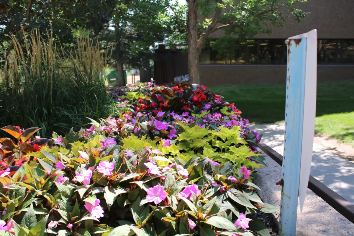 Colorful courtyard flower plantings by JLS Landscape