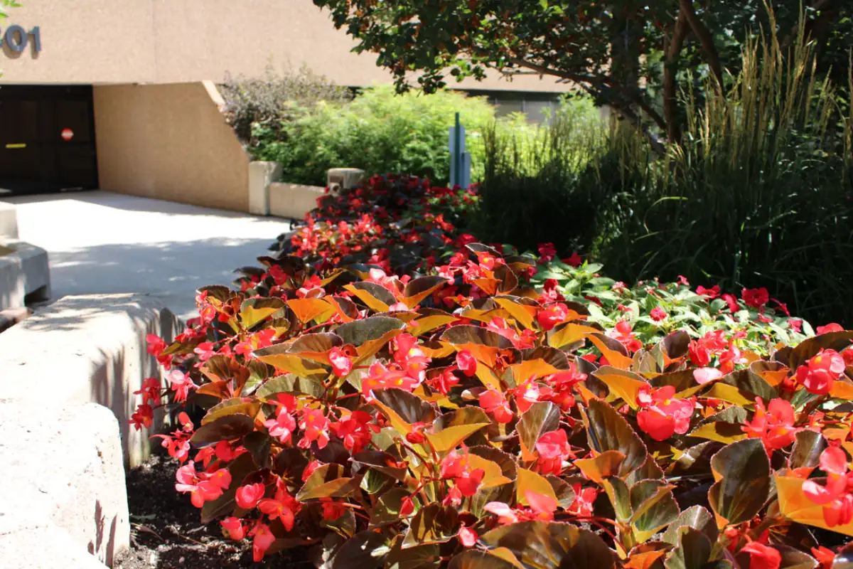Seasonal flower display in a corporate courtyard