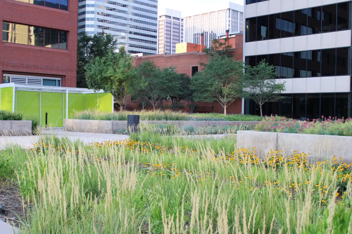Xeric rooftop garden with drought-tolerant plants