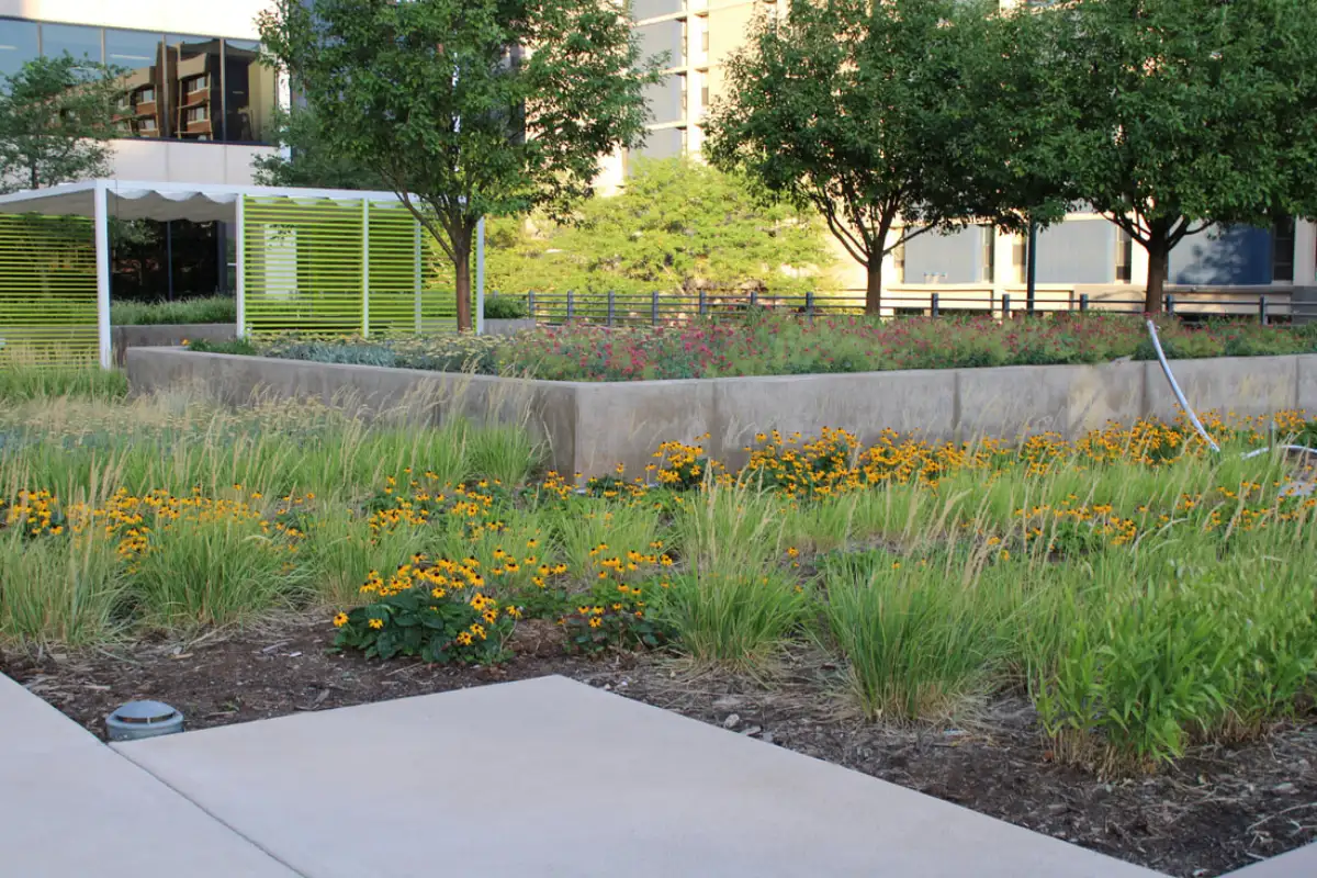 Rooftop xeric garden detail showing native Colorado plants