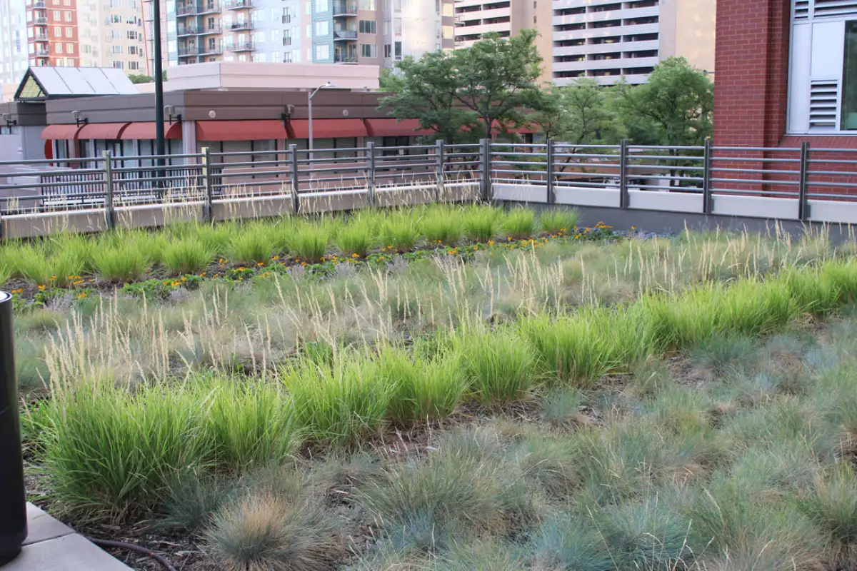 Completed rooftop xeric garden installation