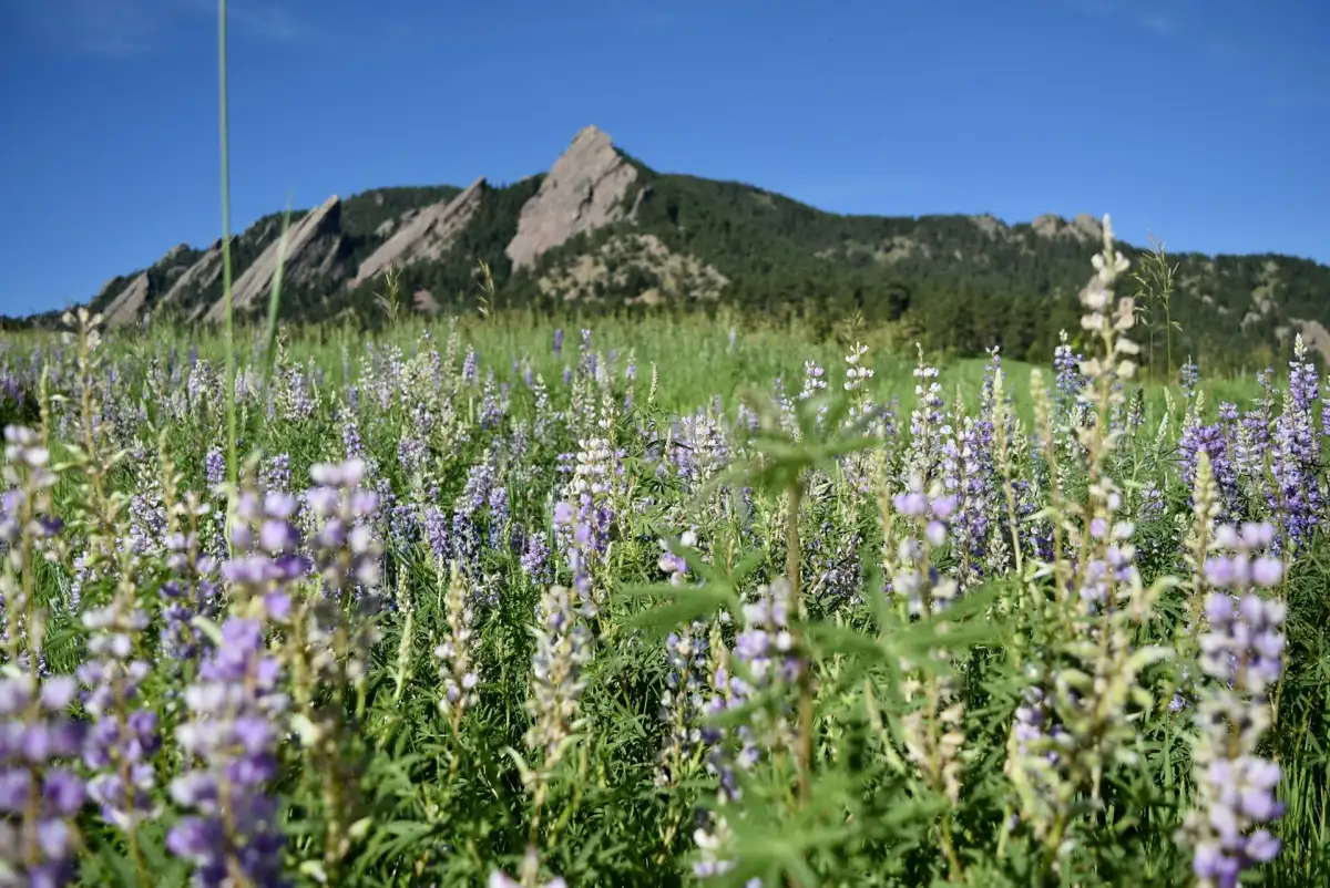 Evergreen trees and native Colorado plants requiring winter watering