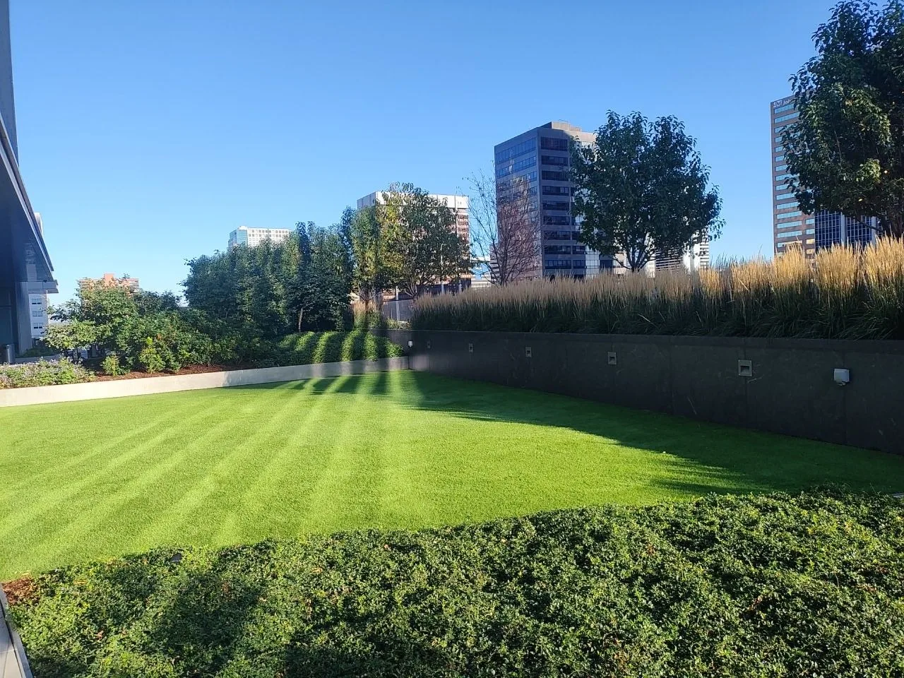 Commercial lawn striping by JLS Landscape along the Denver Front Range