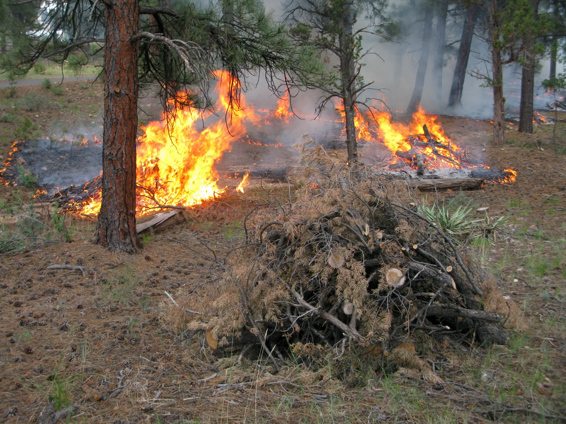 Fire mitigation and landscape services in Castle Pines, Colorado