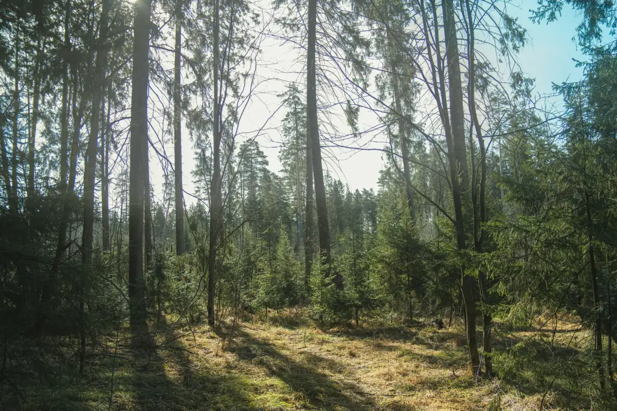 Professional fire mitigation and defensible space clearing in Colorado