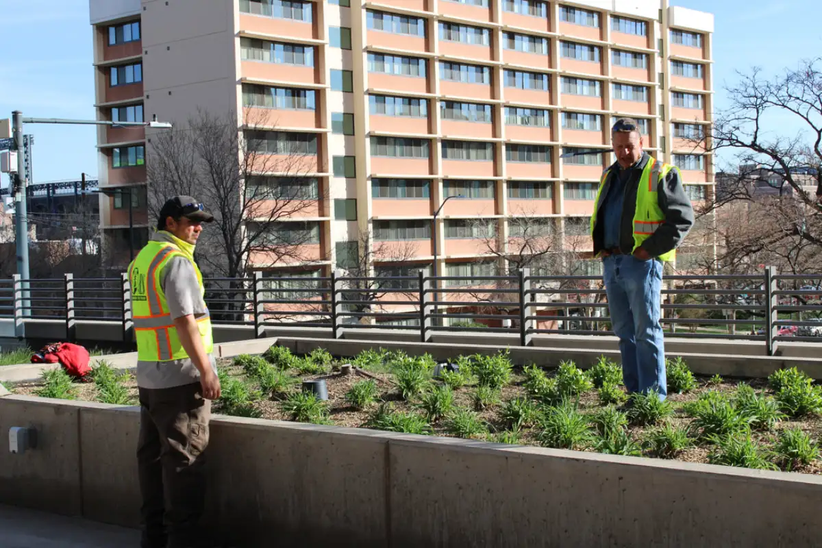 Completed landscape project with mature plantings