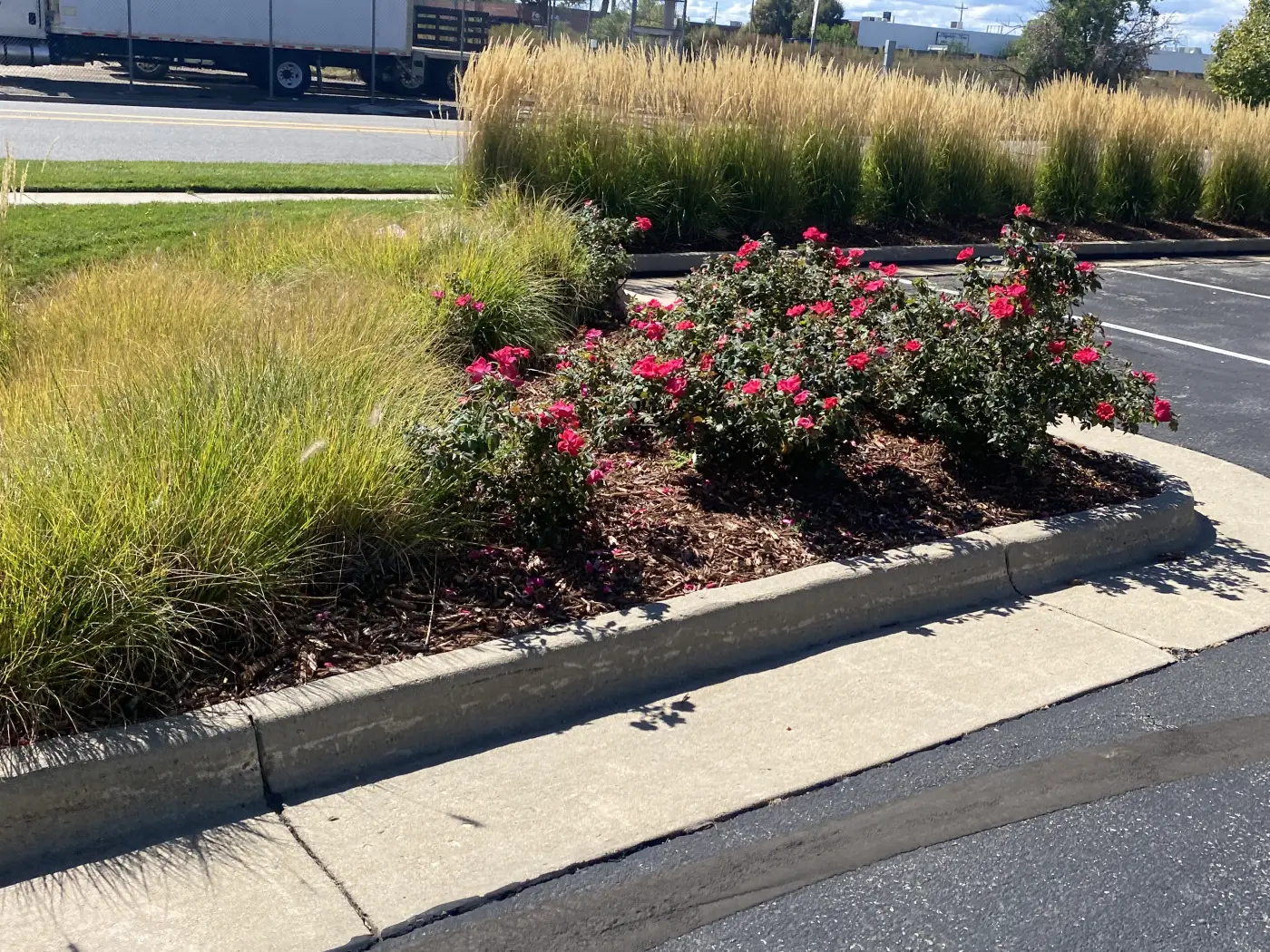 Commercial parking lot rose plantings in Littleton, Colorado