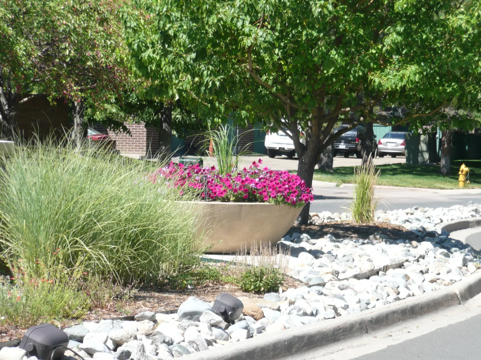 Streetscape petunia plantings in Highlands Ranch, Colorado