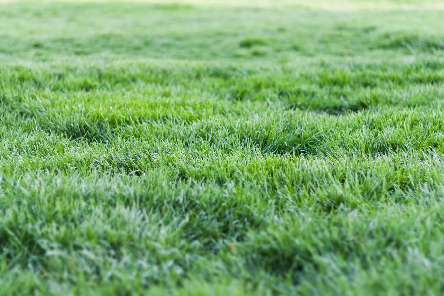 Close view of healthy green lawn turf
