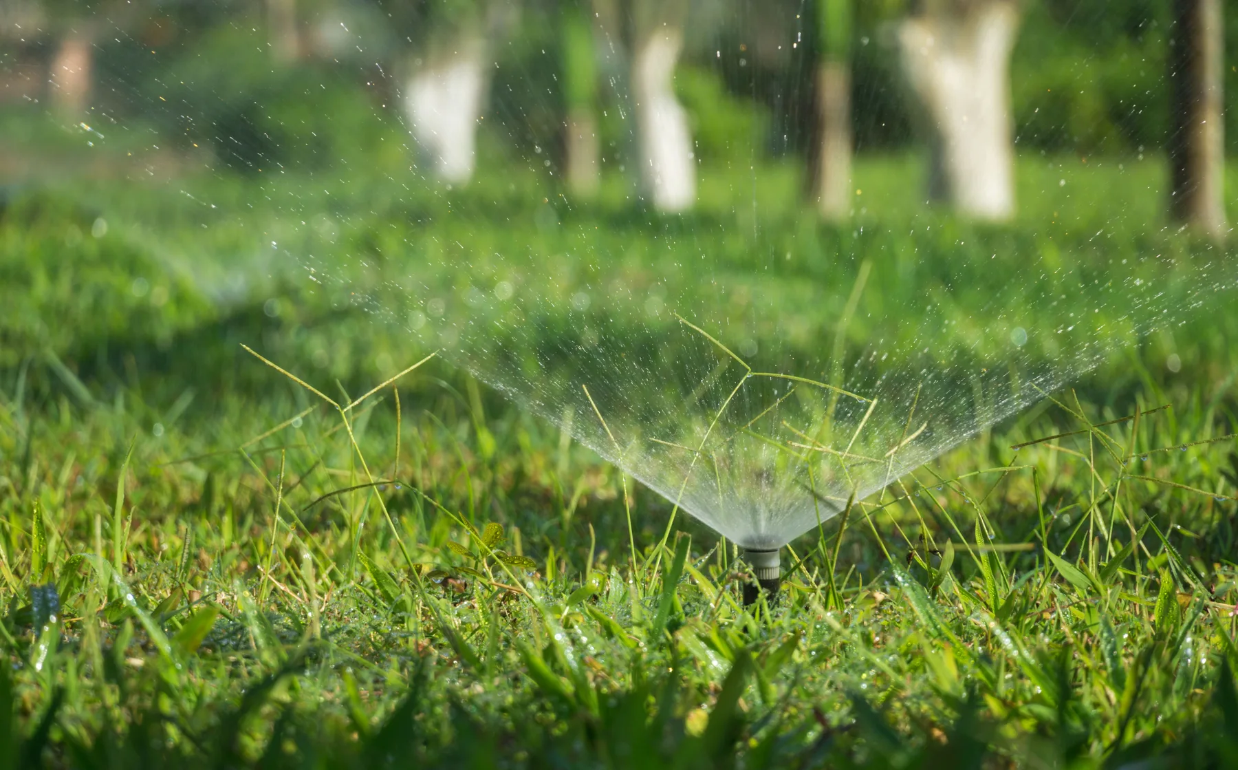 Pop-up sprinkler watering a green lawn